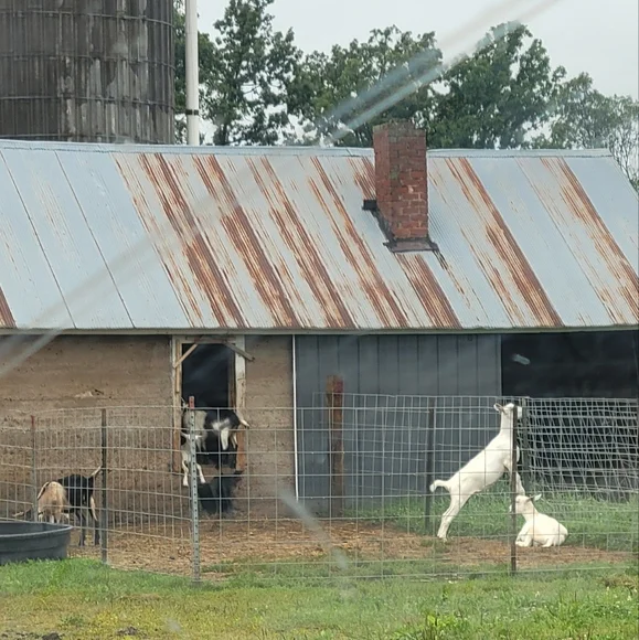 1 Home-made Amish Goat's Milk Soap Bar "Rose" Borntregers Bundle 3 For $15 - Picture 5 of 5
